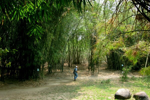 Mua Bán Tre, Gốc Tre Miền Trung